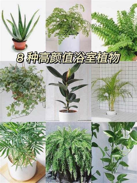 廁所耐陰植物|廁所適合放什麼植物？